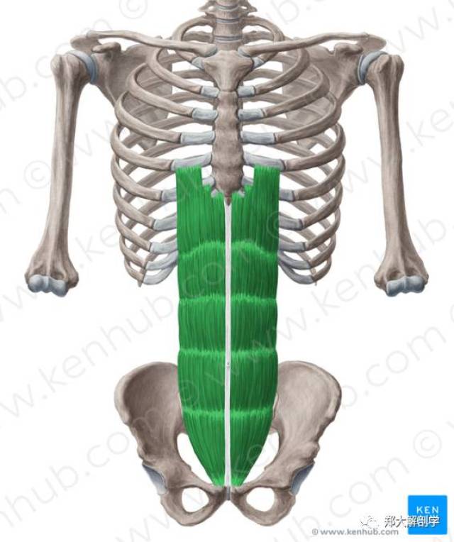 耻骨联合,耻骨嵴 止点:胸骨剑突,第5~7肋软骨前面 功能:维持和增加腹
