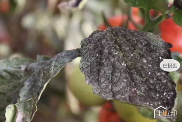 间接为害:分泌大量蜜液,严重污染叶片和果实,引起煤污病的大发生