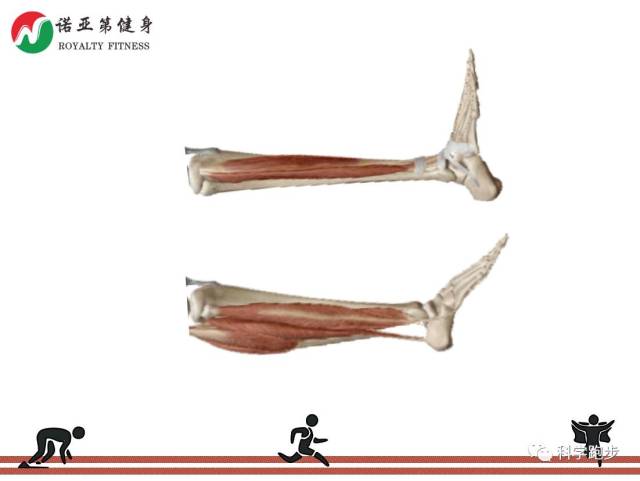 【d&j 技术分享】跑步和腿粗真的有关系吗?