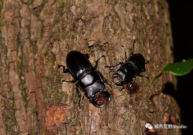 夜间酷虫观察季大虫版(开放8.19场,13日还余少量名额)