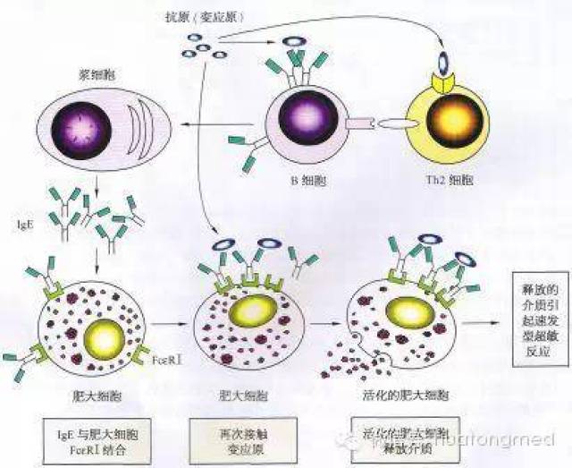 临床超敏反应的机制与类型