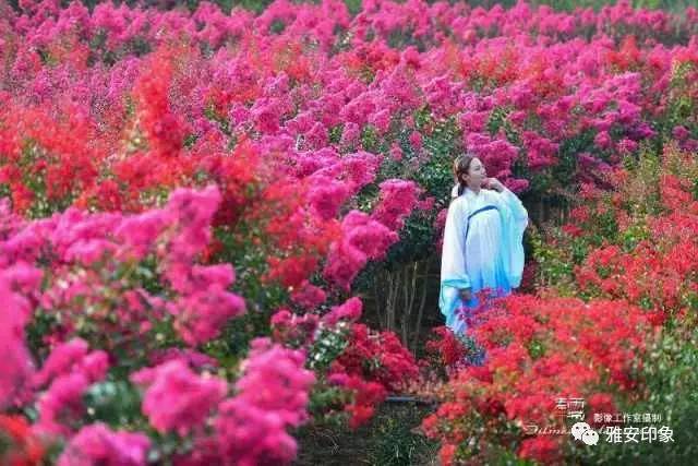 雅安有个凤茗谷,满山开满了"紫薇花"