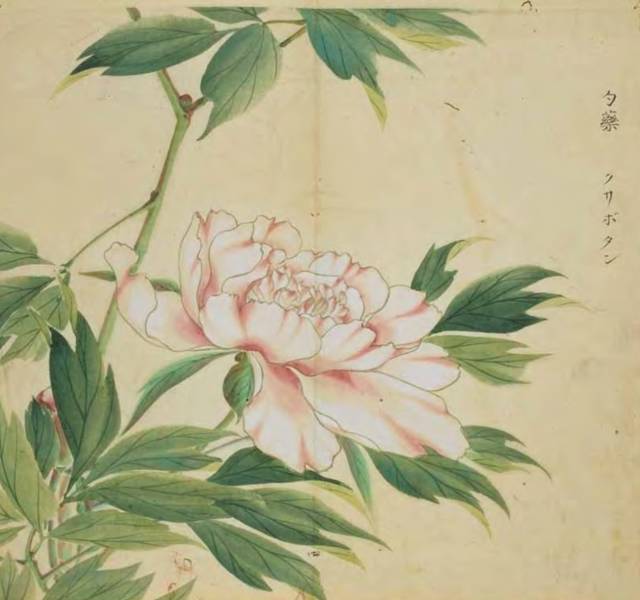 有人将《诗经》里植物画了出来,从此最美的诗遇见最美的画