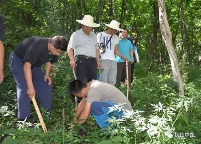 开展中药资源普查 迎接民族医药复兴热潮