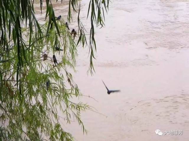 雨中飞燕