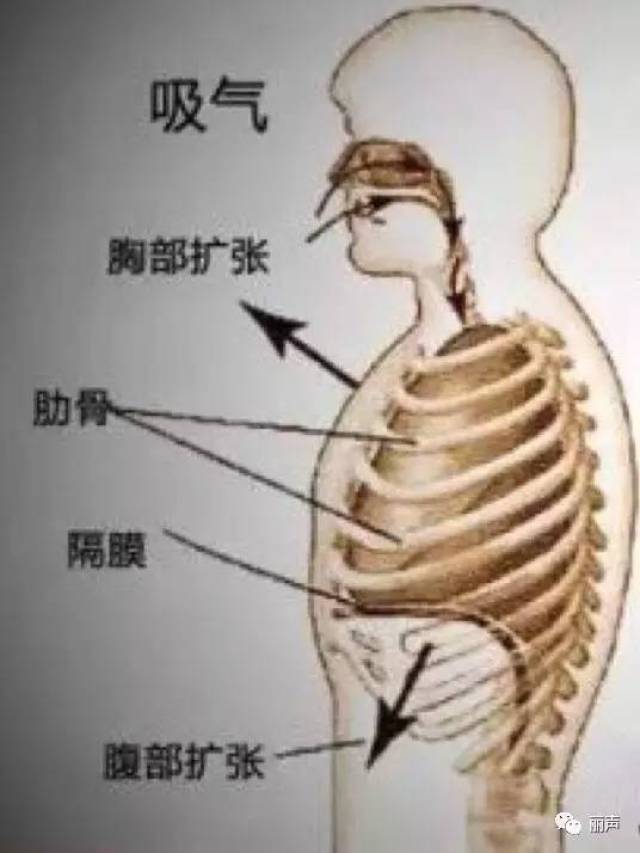 丽声热线 | 播音生必备的"胸腹联合呼吸法"该如何操作