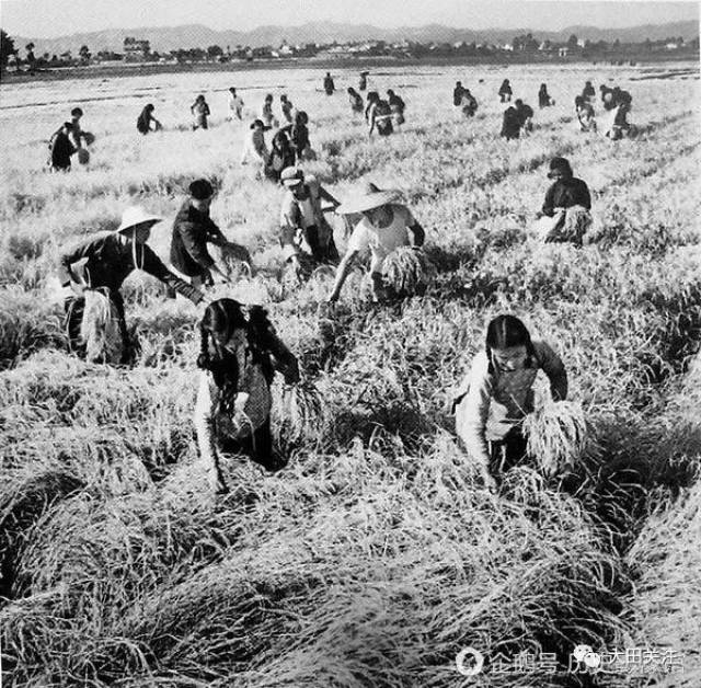 图中在丰收时,合作社好像集体收割小麦等粮食,男女知青干活很有力气.