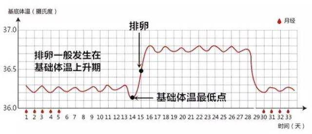 8~37度左右,而且一直持续到下次月经才降下来,这叫做双向体温.