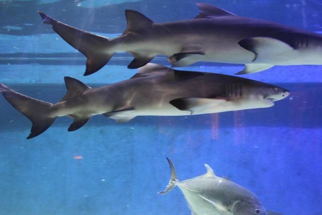 3 虎鲨在妈妈肚子里,小虎鲨们会相互吞食,直到只剩下一胎为止.