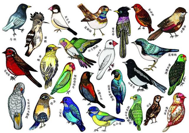 英语单词速记—关于"鸟类"单词的记忆方法