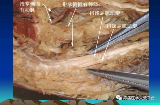 骨科解剖及手术切口入路