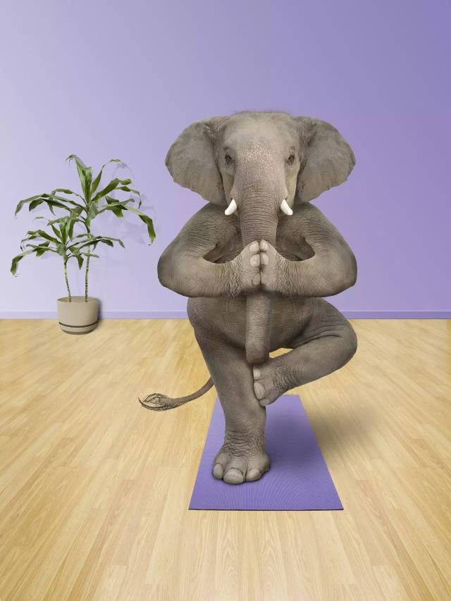 动物瑜伽 | 软萌图片走一发