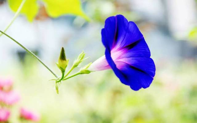 蝴蝶芒果花猜成语_蝴蝶和花图片(3)