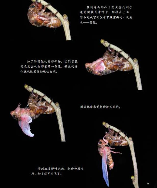 北美洲的一种名叫17年蝉的知了要在地底下生活十七年才会爬出地面