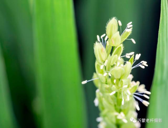 传说中"优昙婆罗花"3000年才开一回,一般在夜里盛开,芳香极美,翌晨即