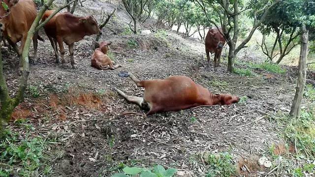 发现牛出现异常,近十头牛陆续出现口吐白沫,倒地挣扎等情况