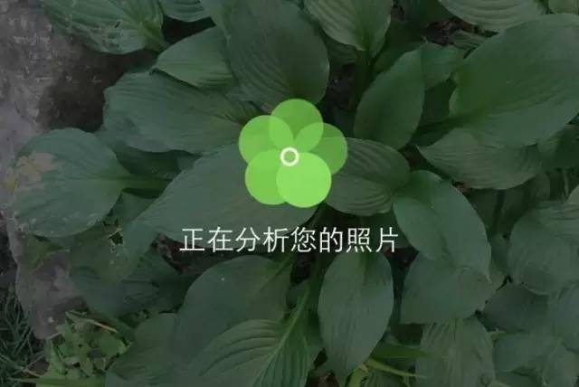 花友分享|我是如何正确认出90%以上的野外植物的_手机