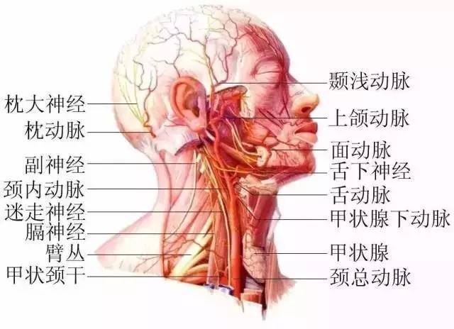 脖子才是身体最致命的部位!