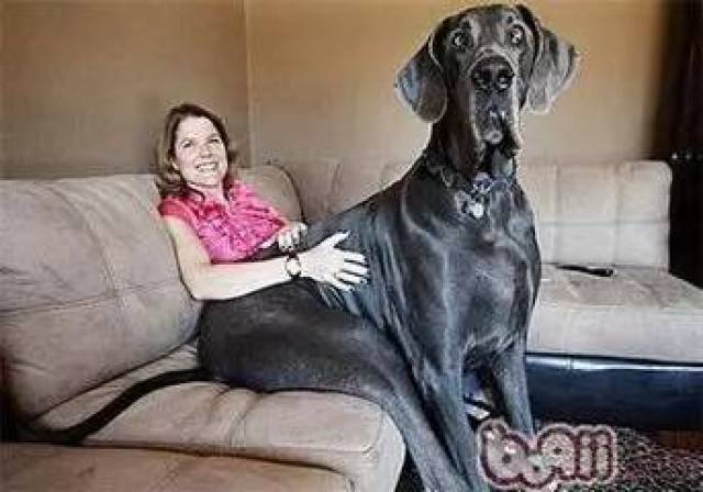 大丹犬(great dane)