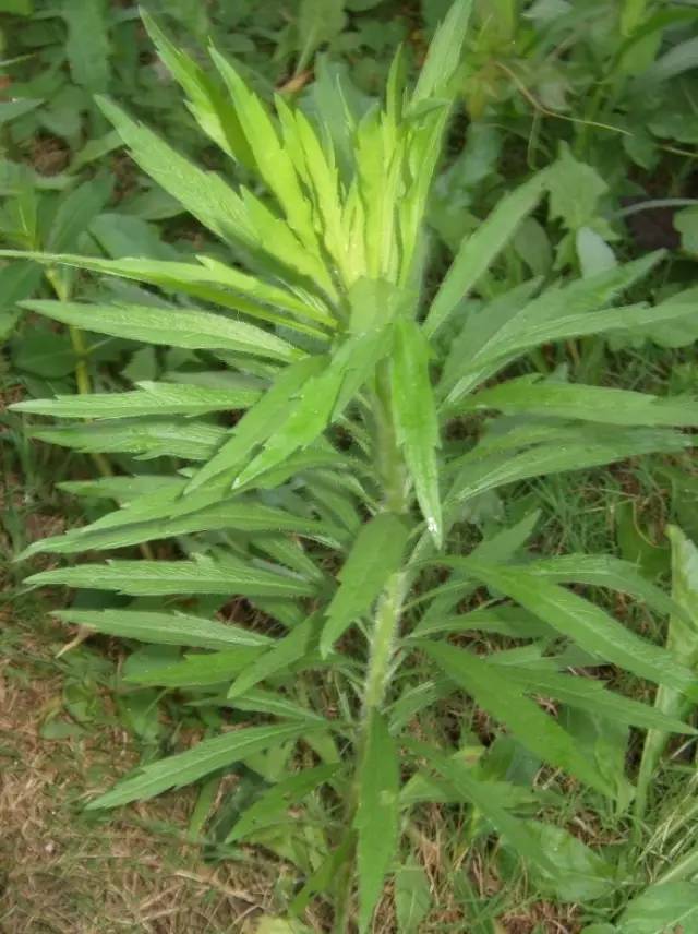 别名乌麦,燕麦草,铃铛麦,生于荒芜田野或为田间杂草,生命力强.