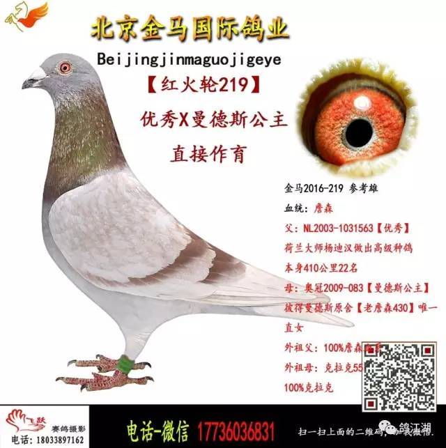【第三期】北京金马鸽业种鸽转让,好鸽等你来选!