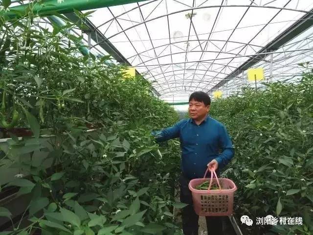 浏阳一农民种辣椒,用了一种非常独特的方式!卖到了15元一斤