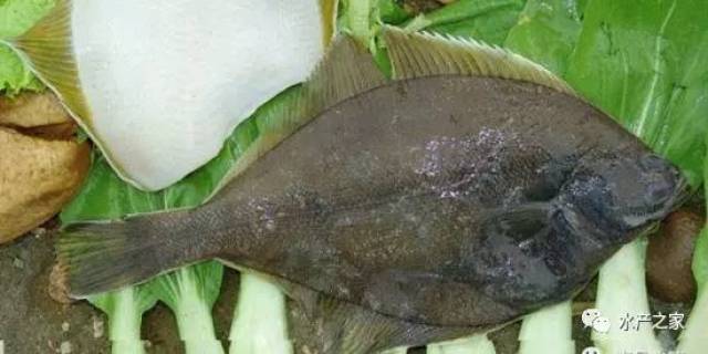目前,美国黄金鲽(yellowfin sole)在中国需求旺盛的提振下价格大幅