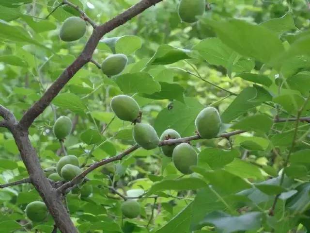 老舍在《四世同堂》中写到"青杏子连核儿还没长硬,便用拳头大的小蒲