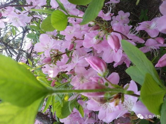 5月21日大石桥黄丫口赏杜鹃花登山休闲一日游