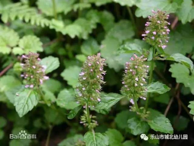 【小百科 风轮菜又名蜂窝草,节节.