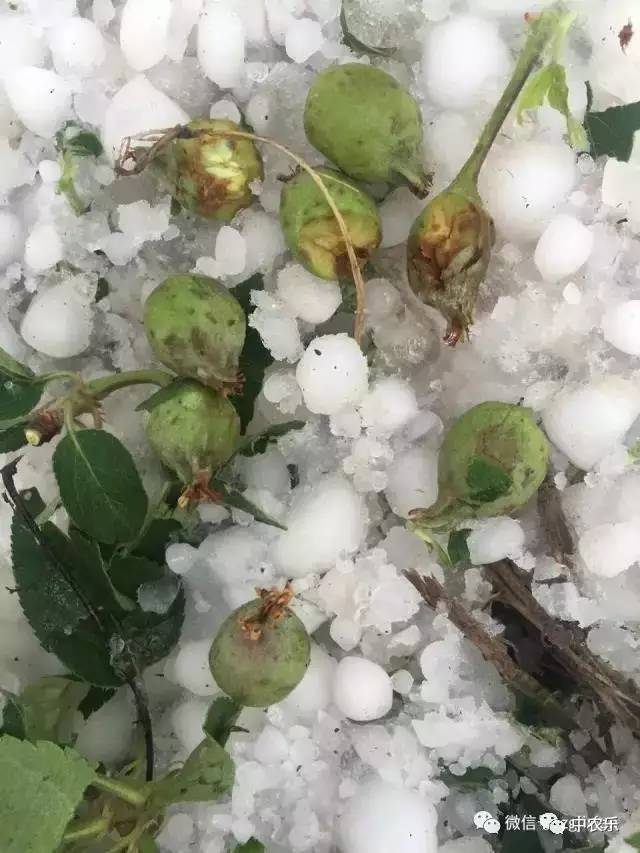 雹灾后续:灾后果园一定要自救,切不可放任不管!