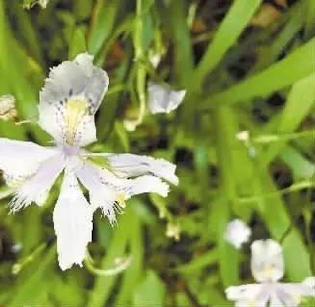 这里土地瘠薄,岩石裸露,这些长苞铁杉长到四五米高,已经花掉上百年的