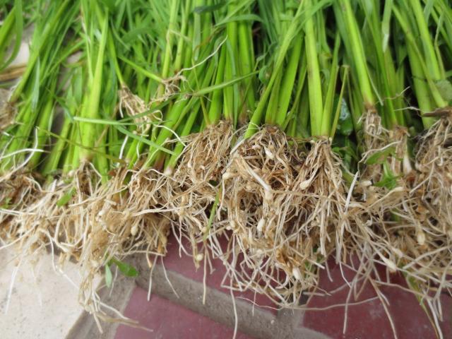 水稻苗期根不同的颜色表示水稻根系活力情况,一般说来白根有劲,黄根