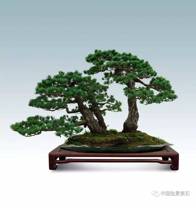 五针松 高110cm 杨贵生藏品 2016中国唐苑第四届唐风盆景展二等金奖