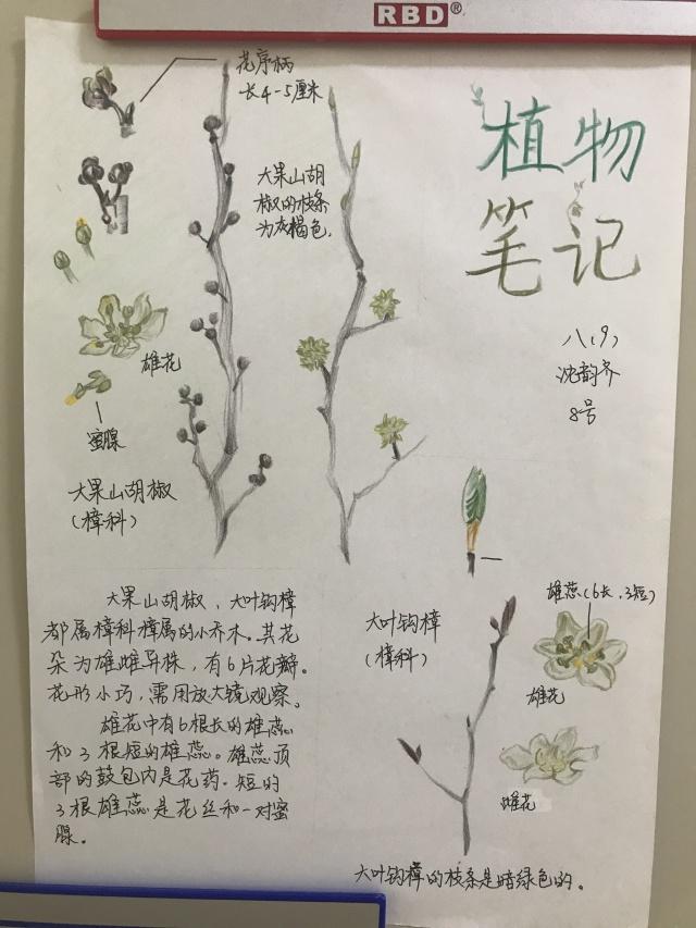 科技节系列活动丨走进植物的世界 绘制我的自然笔记