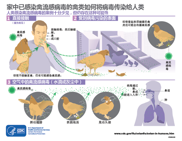 主要症状是发热,咳嗽,预后良好,很少像h5n1和h7n9禽流感病毒感染那样