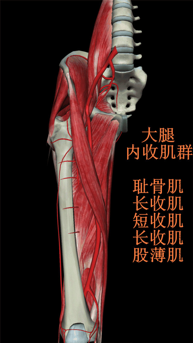 【超声解剖】绿野仙踪,探寻神秘的大腿内侧肌群【精华