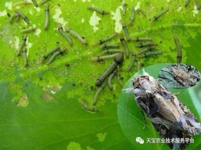 可分为取食固体食物的咀嚼类口器害虫和取食液体食物的刺吸类口器害虫