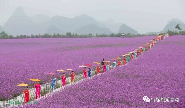 中国旅游日忻城开启"土司古城●花海忻城●浪漫忻城"旅游系列活动