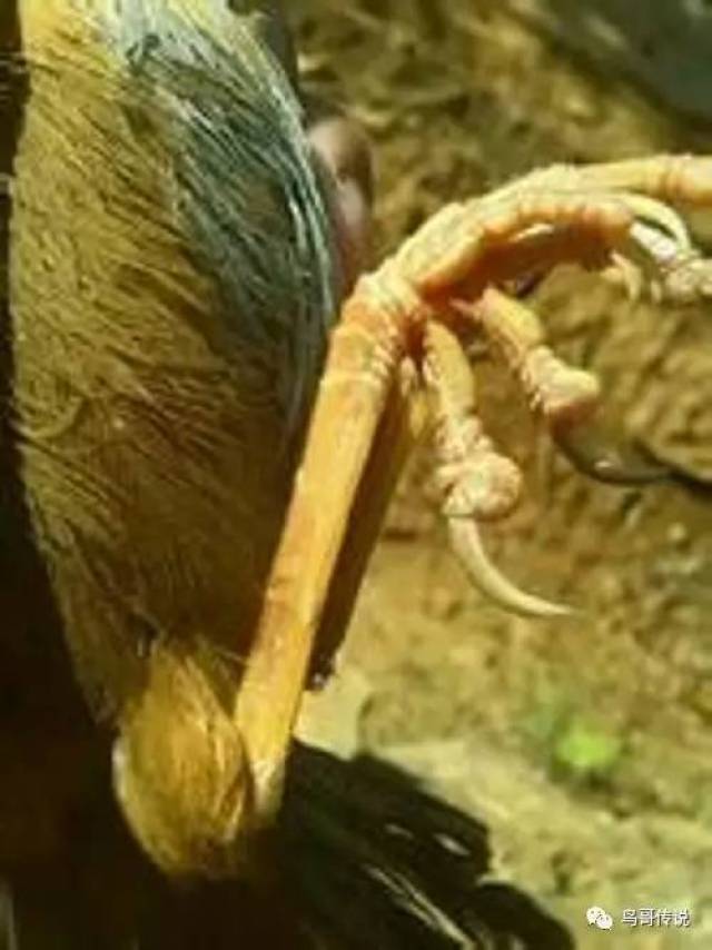 长有盘龙爪的画眉鸟在打滚笼时,爪功特别好,基本上是使用"双抱头"的