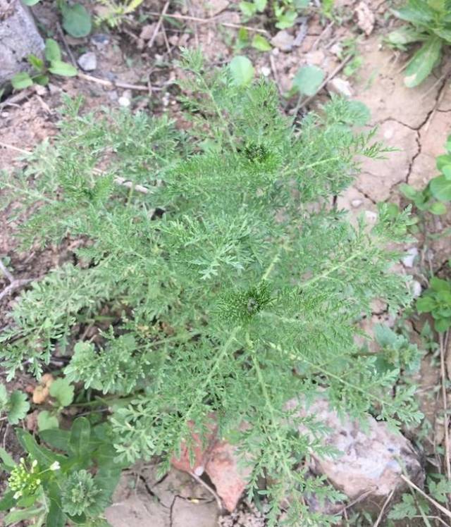 播娘蒿的花,头状花序.青蒿现在还没开花.