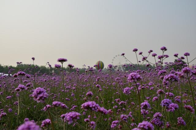 邯郸市醉美香草湖薰衣草庄园 香草湖文化产业园 园内四季花开不谢