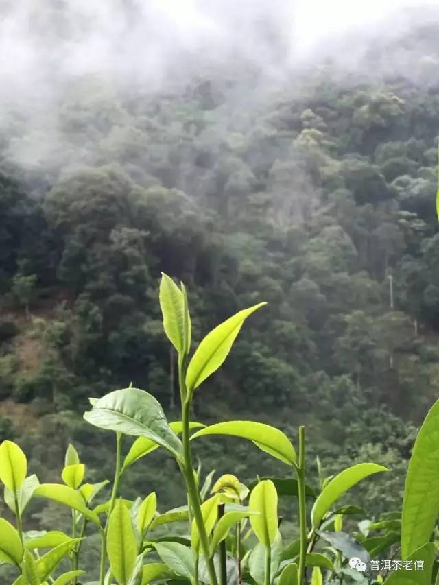 古茶树约3万亩,单甲,糯良两乡最多,著名的有糯良乡大黑山古茶山.