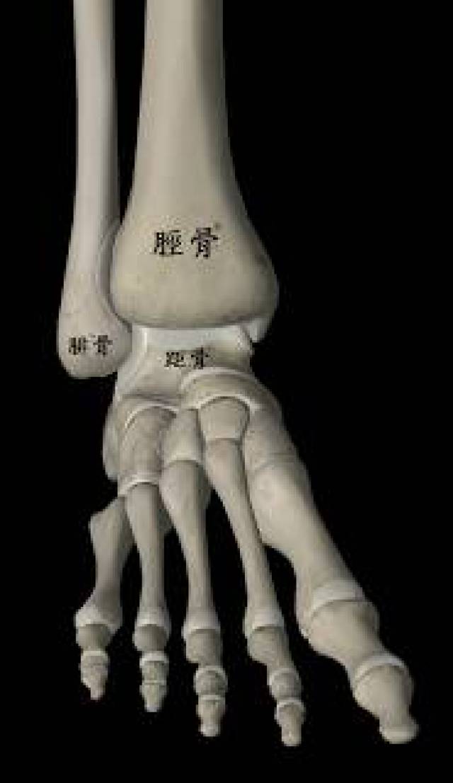 而维持踝关节稳定的结构,包括这三块骨头,维系骨骼之间关系的韧带