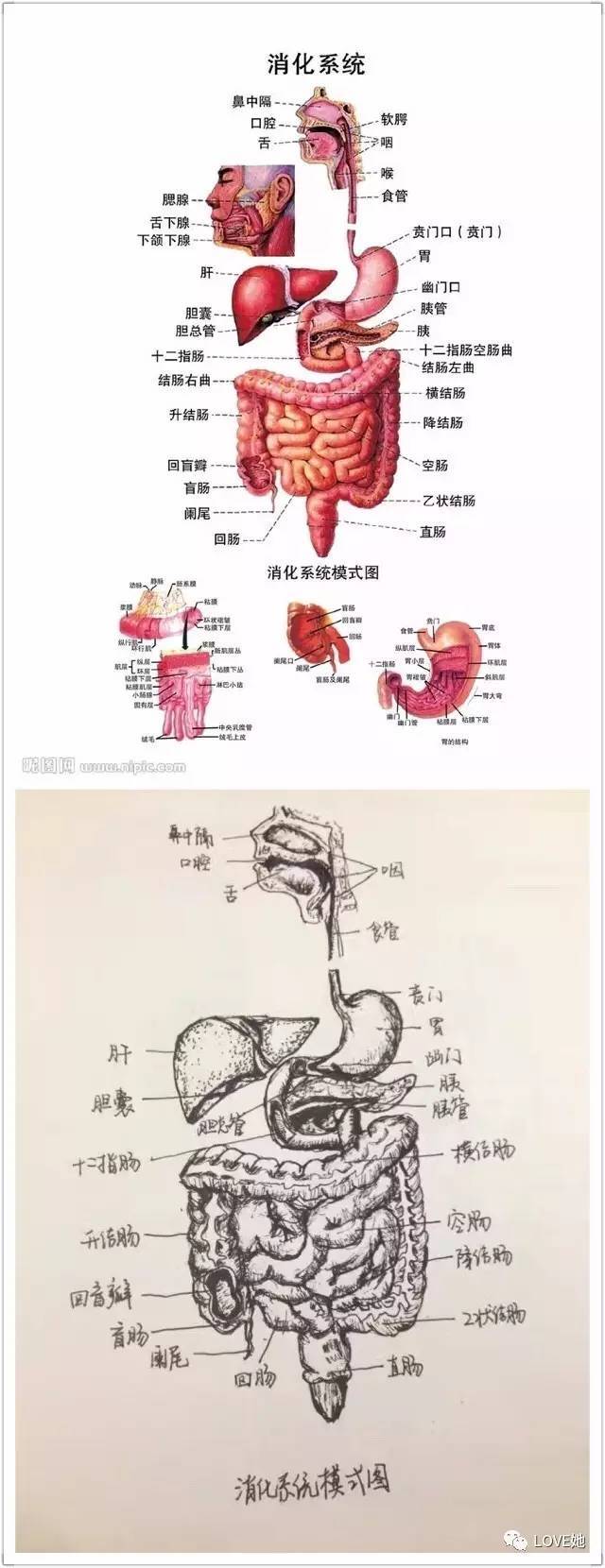 "切了一上午的子宫,手绘人体解剖图解压!福州这女研究生丫霸