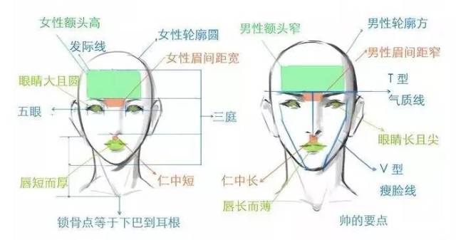 上述说的是一些正常情况下人体头部的比例,而漫画中因观察的角度不同