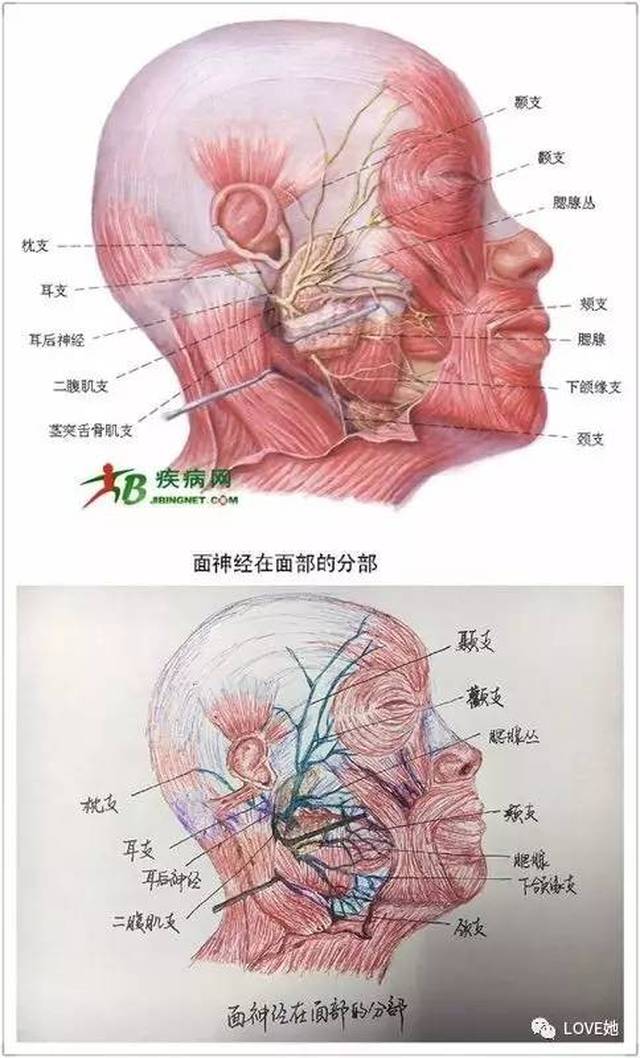 "切了一上午的子宫,手绘人体解剖图解压!福州这女研究生丫霸