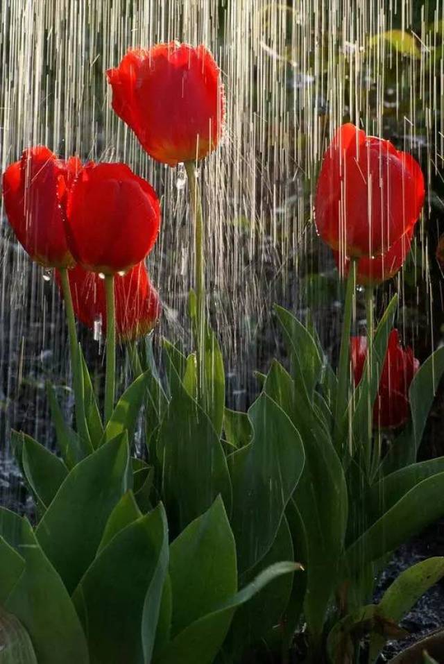 雨中草,露中花,太珍贵了