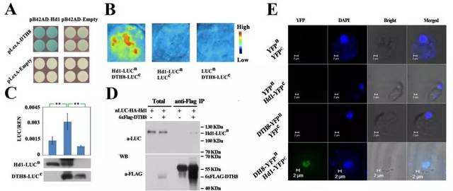 b, c, d, e分别为dth8与hd1的酵母双杂交,luc,coip和bifc结果,从体内