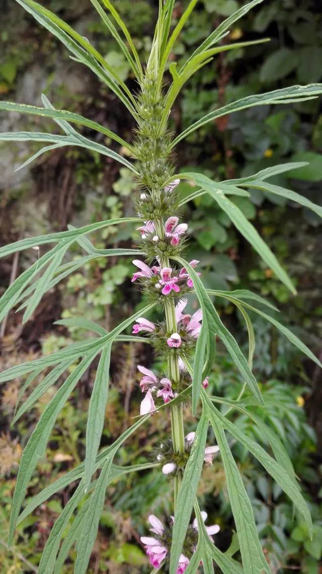 花现每一天【细叶益母草】